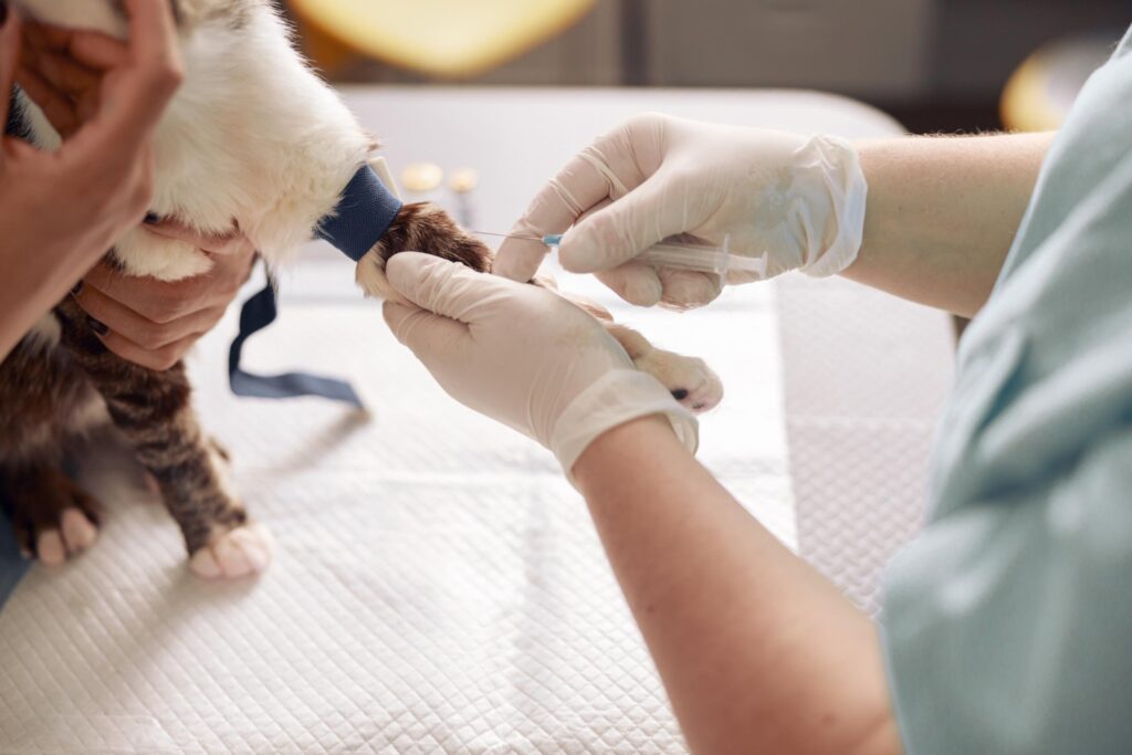 Spaying and Neutering for Dogs and Cats_ Benefits, Timing, and Care Tips